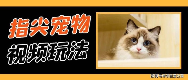 指尖宠物视频，1条视频涨粉1700
