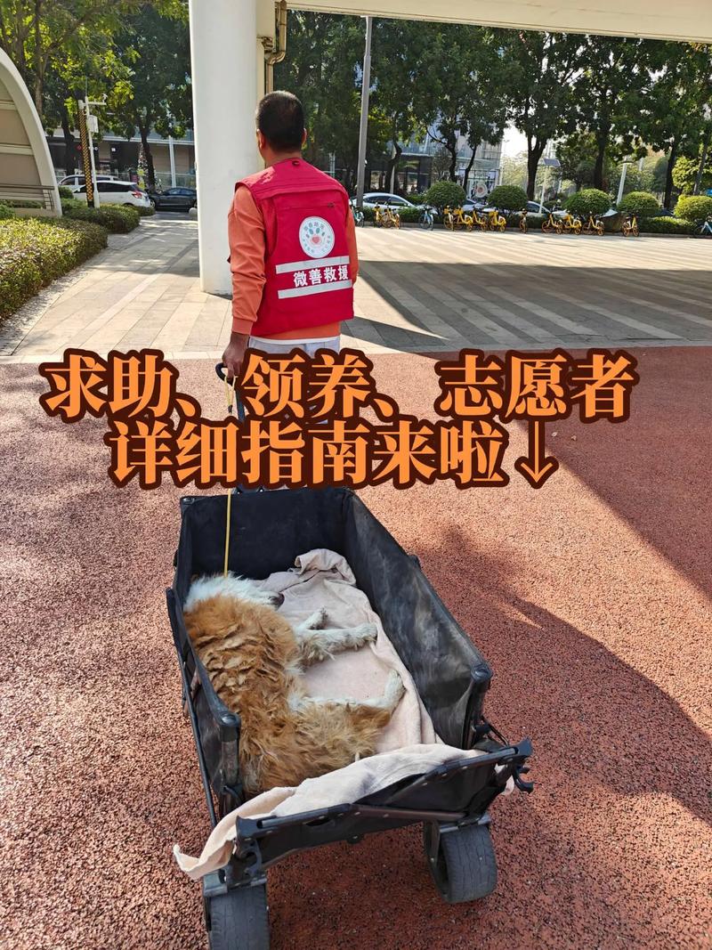 宠物爱心援助项目，简单操作，一单50