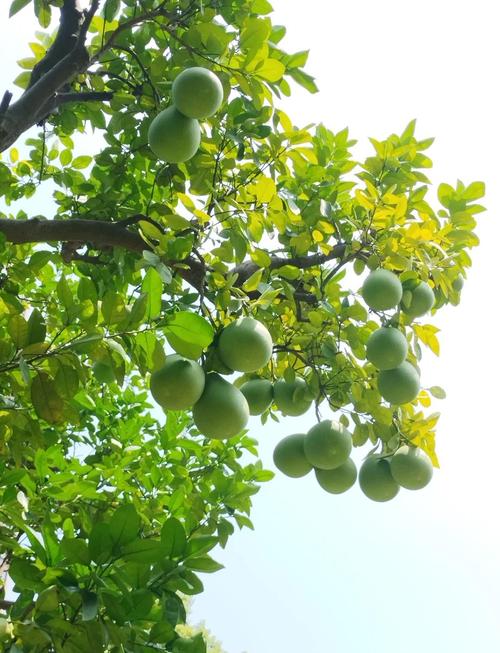 《柚儿园小班》