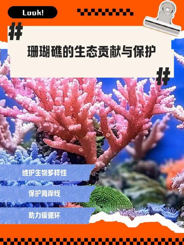 深海探秘海洋科普课：珊瑚礁 + 极地